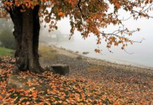 autumn, lake, tree-3144379.jpg