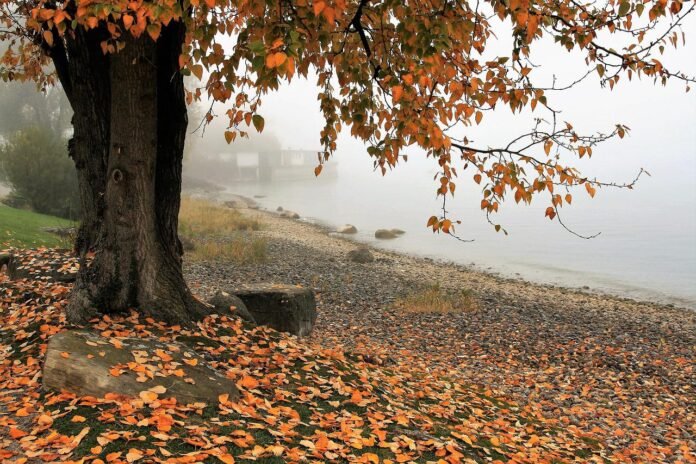 autumn-lake-tree-3144379 autumn, lake, tree-3144379.jpg