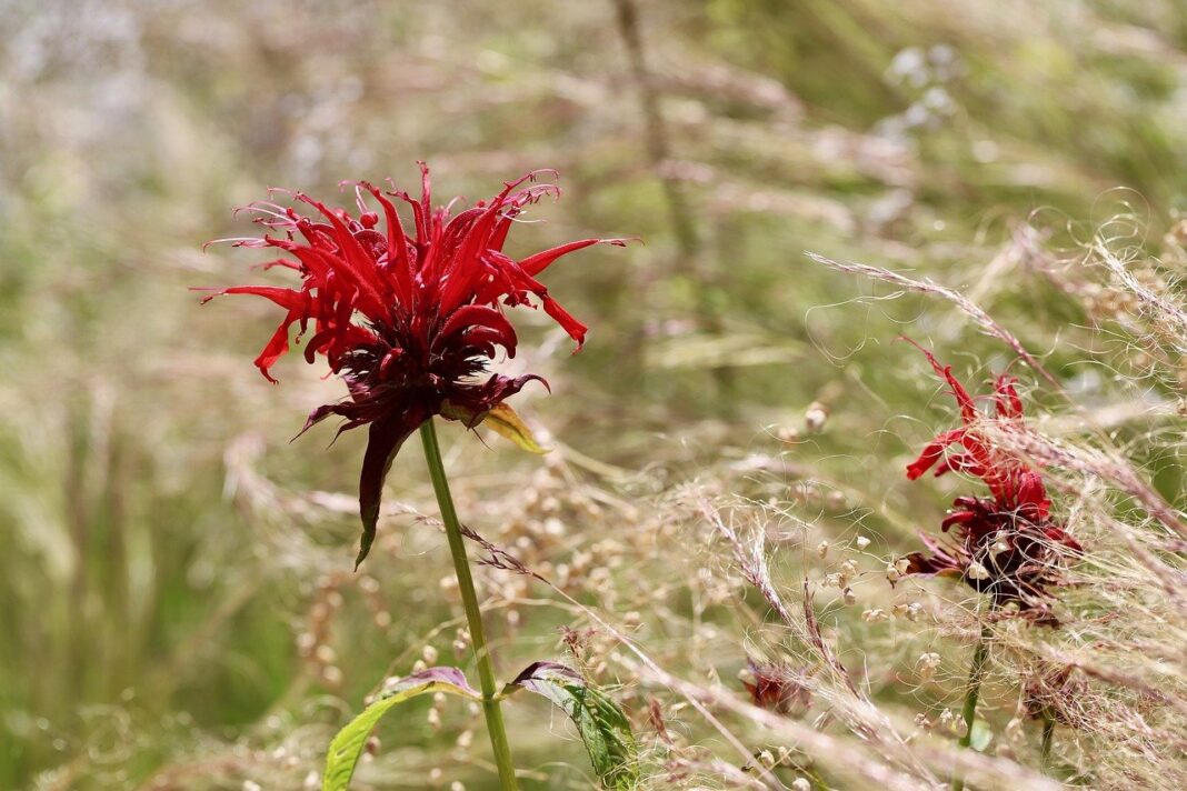 indian nettle, scarlet monard, balm-7341403.jpg