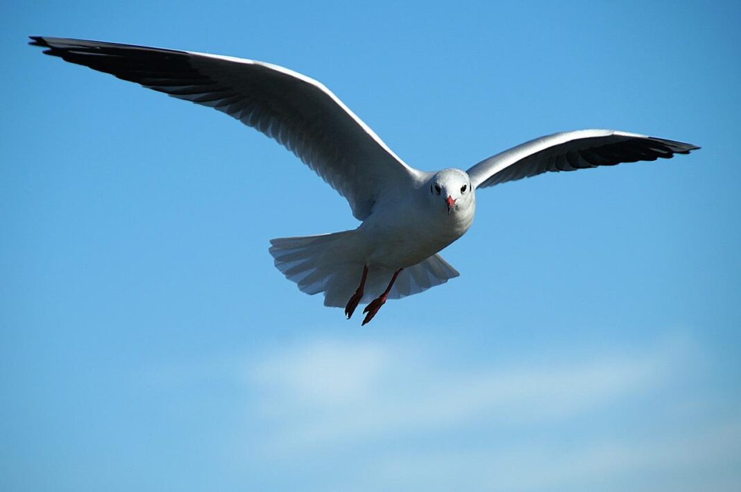 seagull, bird, flight-591350.jpg