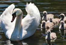 swan, cygnets, family-2494925.jpg