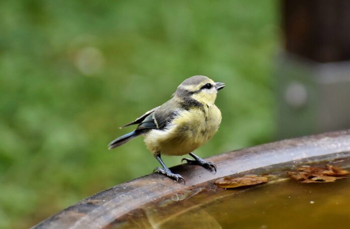 tit-bird-animal-7331714 tit, bird, animal-7331714.jpg