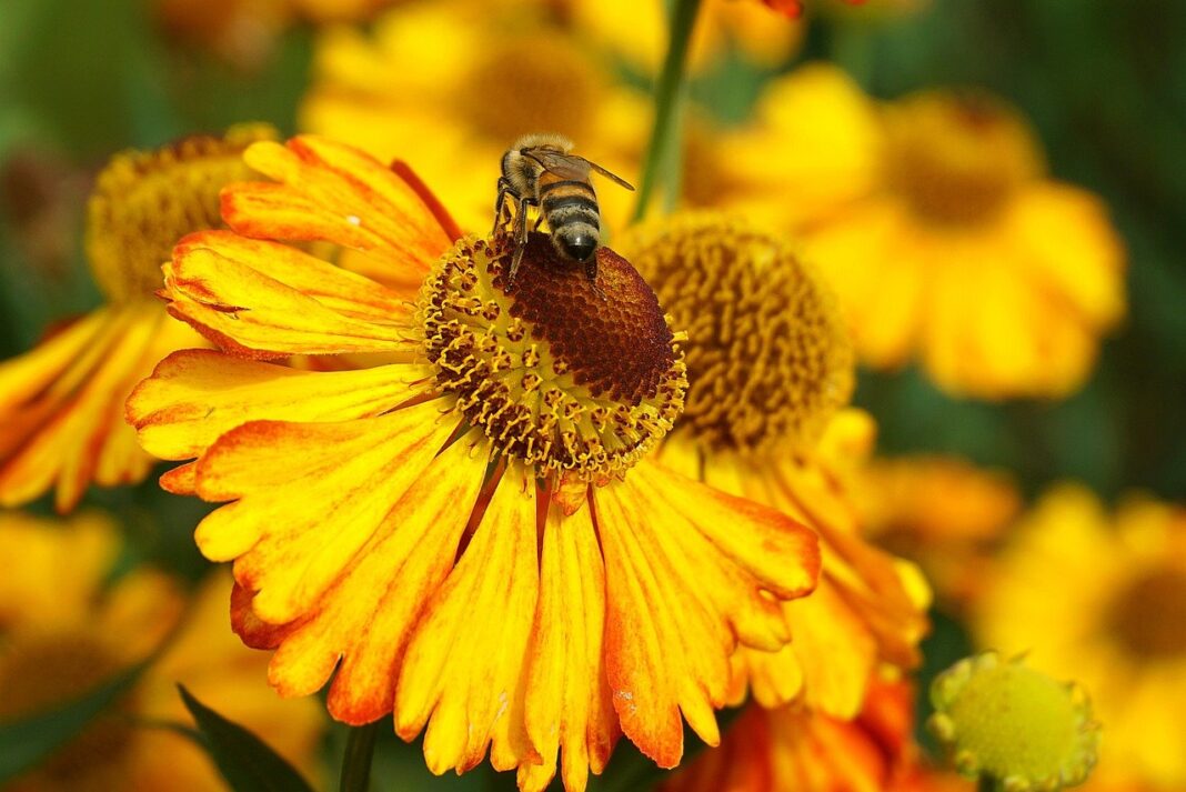 bee, blanket of flowers, pollination-7460607.jpg