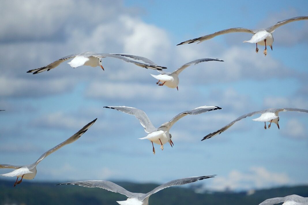 birds, gulls, flying seagulls-7469509.jpg