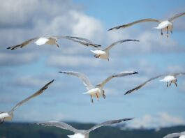 birds, gulls, flying seagulls-7469509.jpg