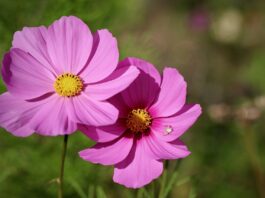 cosmea, cosmetics, jewelry basket-7478589.jpg