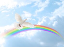 dove, sky, rainbow-7465974.jpg