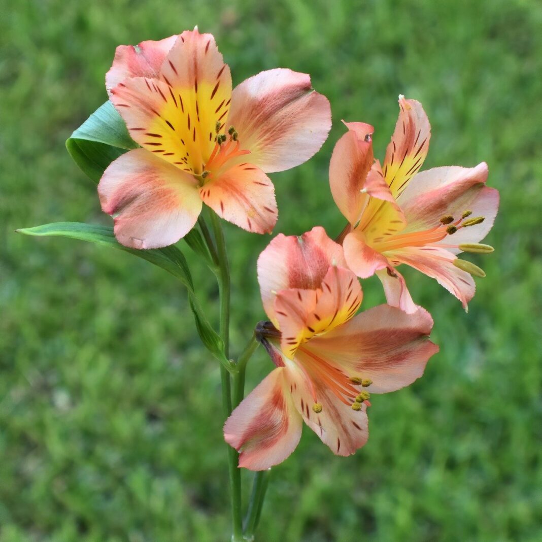 inca lily, flowers, plant-7458691.jpg