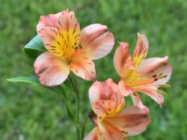 inca lily, flowers, plant-7458691.jpg