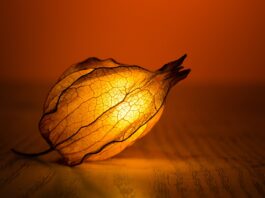 light, glow, leaf-1853025.jpg
