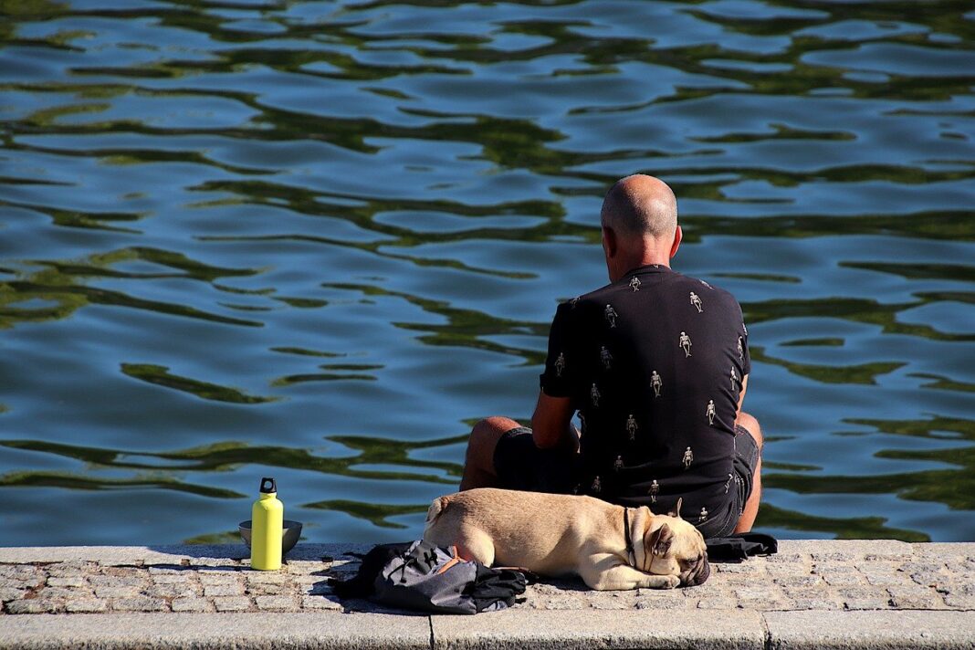 man, dog, park-7482053.jpg