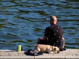 man, dog, park-7482053.jpg