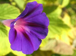 purple clematis, bindweed, flower-7460626.jpg