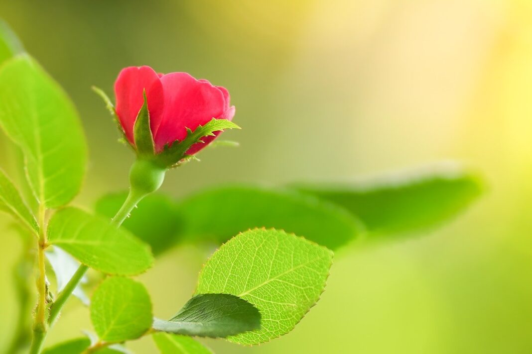 rose, rosebud, red rose-7461602.jpg