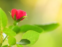 rose, rosebud, red rose-7461602.jpg