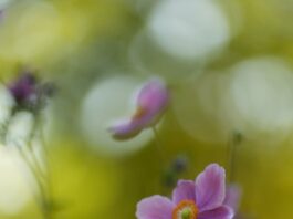 anemone, pink flowers, autumn anemone-7485462.jpg