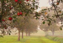 apples, foggy morning, fruit-7535445.jpg