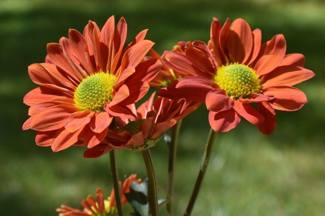 aster, flower, orange flower-7507335.jpg