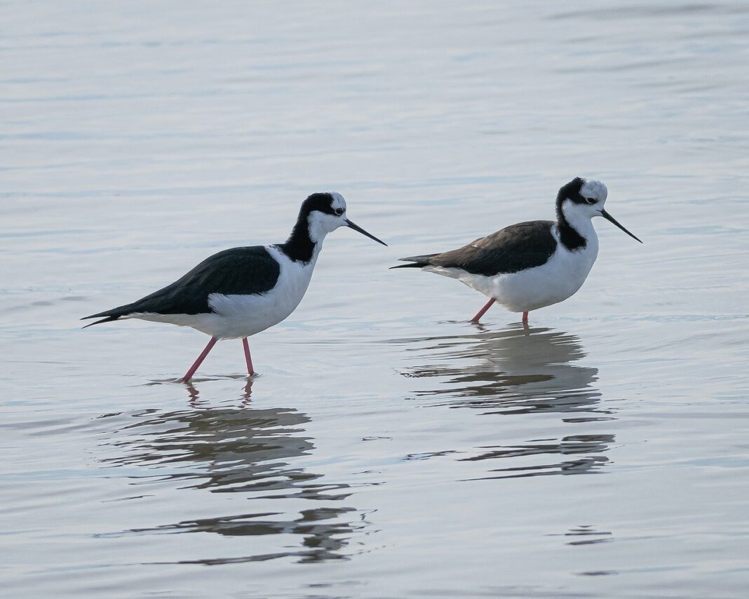 black-necked stilts, wading birds, lake-7488685.jpg