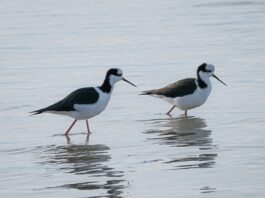 black-necked stilts, wading birds, lake-7488685.jpg