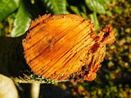 branch, broken, tree-7509925.jpg