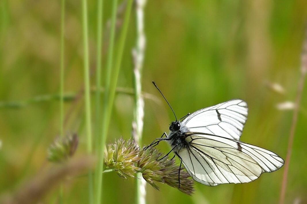 butterfly, tree white, insect-7520465.jpg