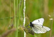 butterfly, tree white, insect-7520465.jpg