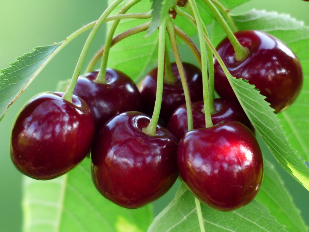 cherry, sweet cherry, red-167341.jpg