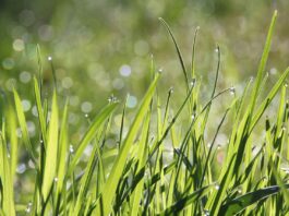 dew, grass, morning-1507498.jpg