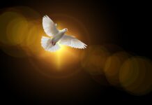 faith, dove, holy spirit-4664706.jpg