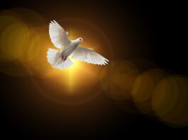 faith, dove, holy spirit-4664706.jpg