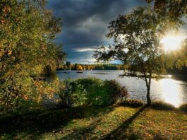 forest, lake, fall-7487835.jpg