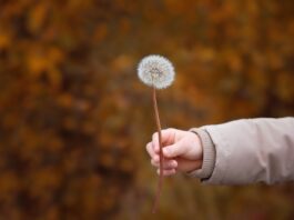 person, human, hand-1030053.jpg