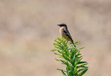 stonechat, bird, animal-7504524.jpg