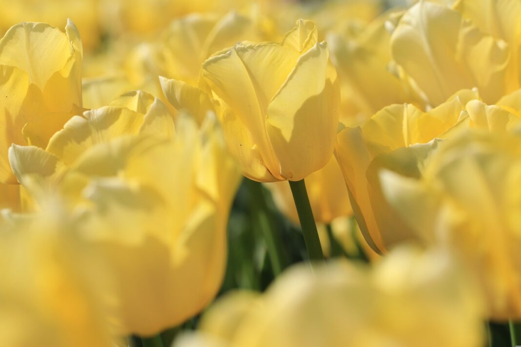 tulips, yellow, spring-4155725.jpg