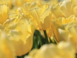 tulips, yellow, spring-4155725.jpg