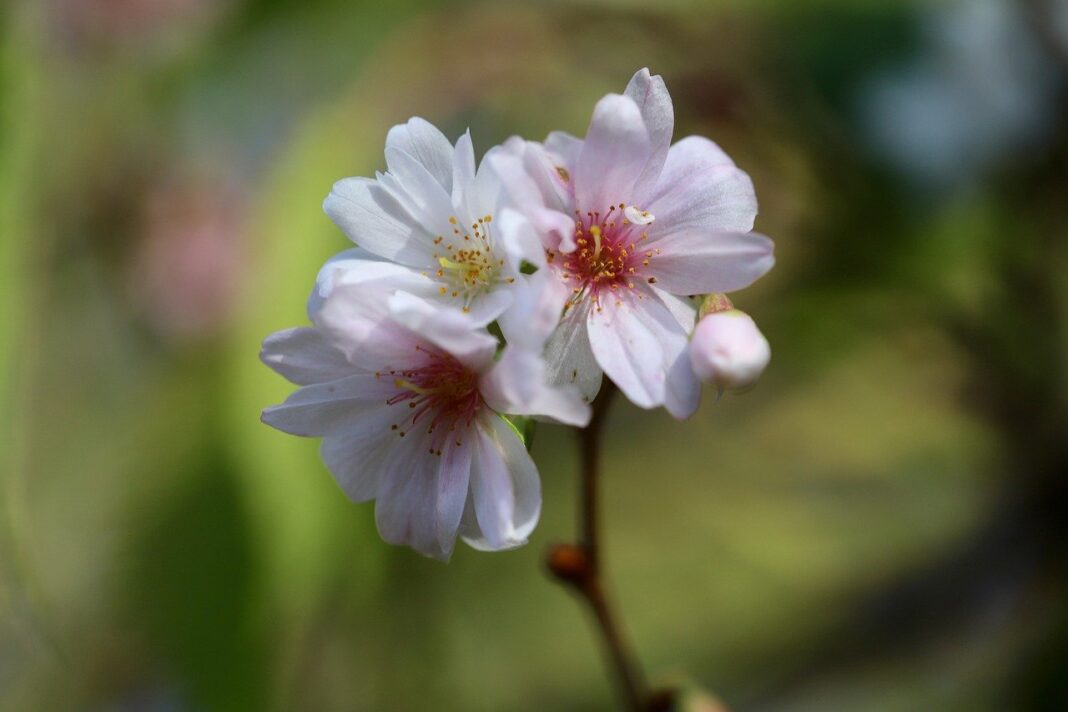 winter cherry, snow cherry, prunus subhirtella 'autumnalis-7587408.jpg