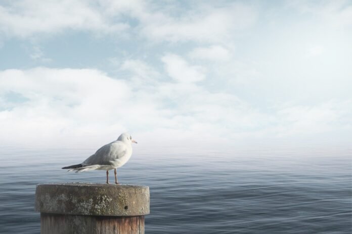 sea-seagull-clouds-7574667 sea, seagull, clouds-7574667.jpg