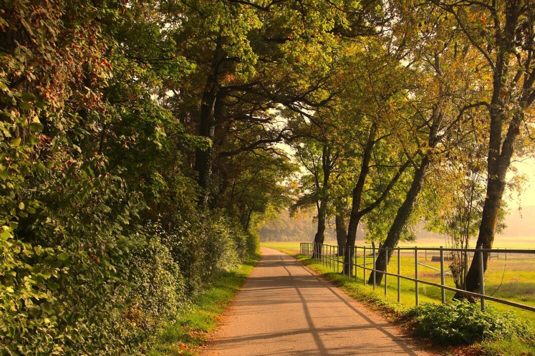 the path, autumn, walk-7572857.jpg