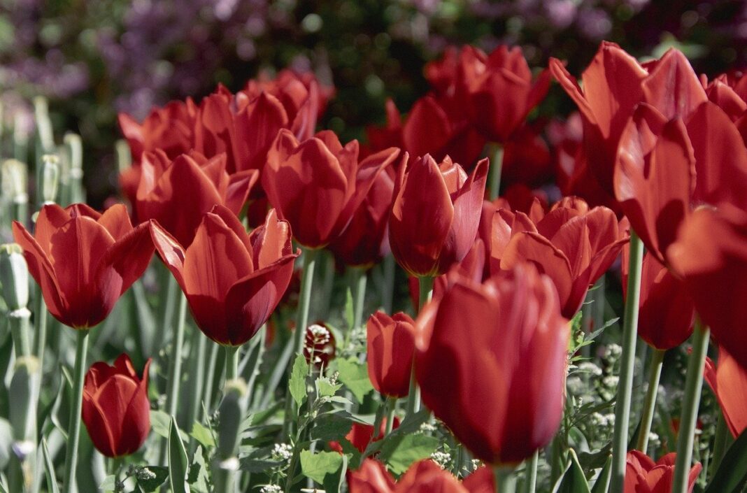 tulips, flowers, red tulips-7586820.jpg