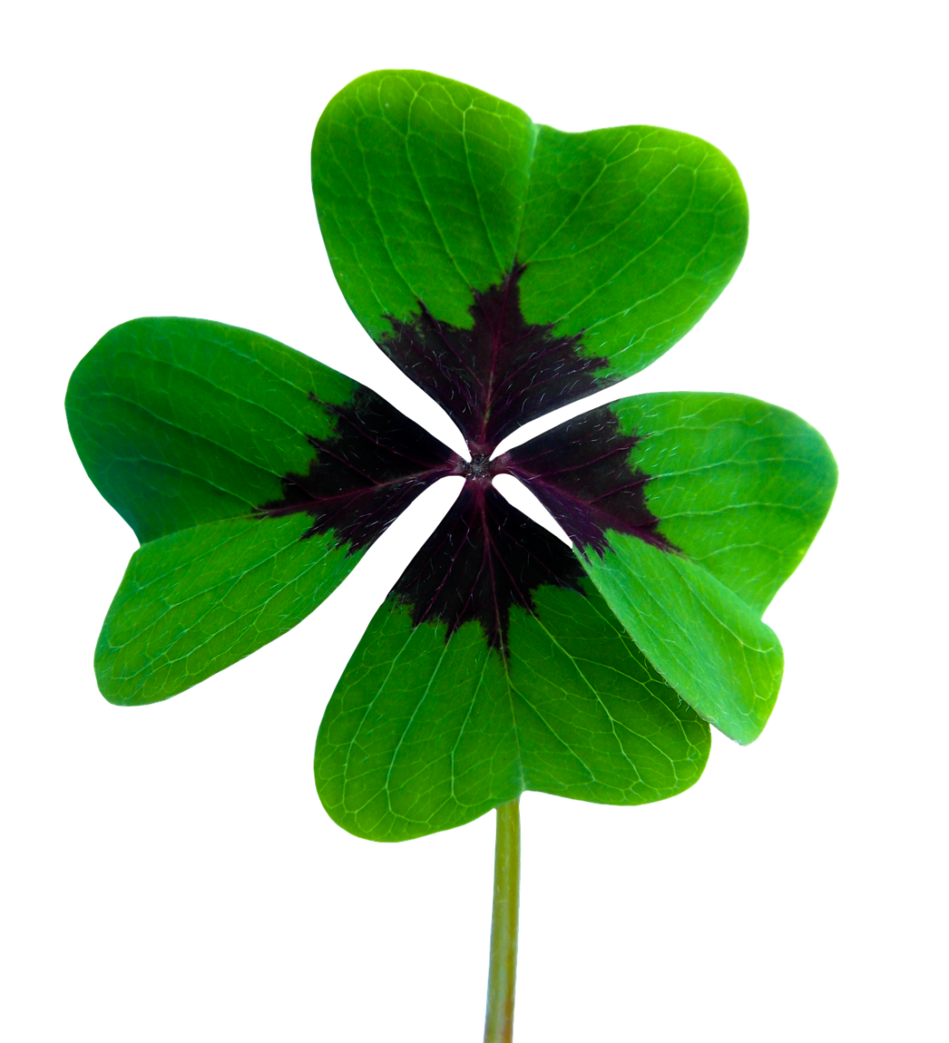 happiness, four leaf clover, vierblättrig-1936600.jpg