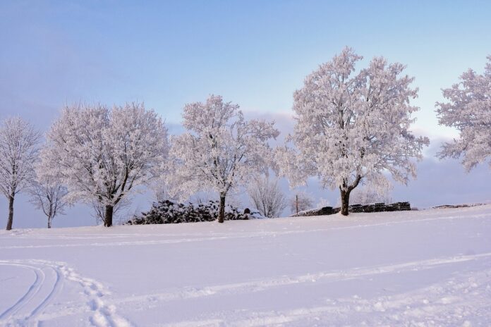 winter, trees, snow-7621358.jpg