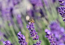 honey bee, lavender, bee-7732081.jpg