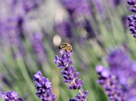honey bee, lavender, bee-7732081.jpg