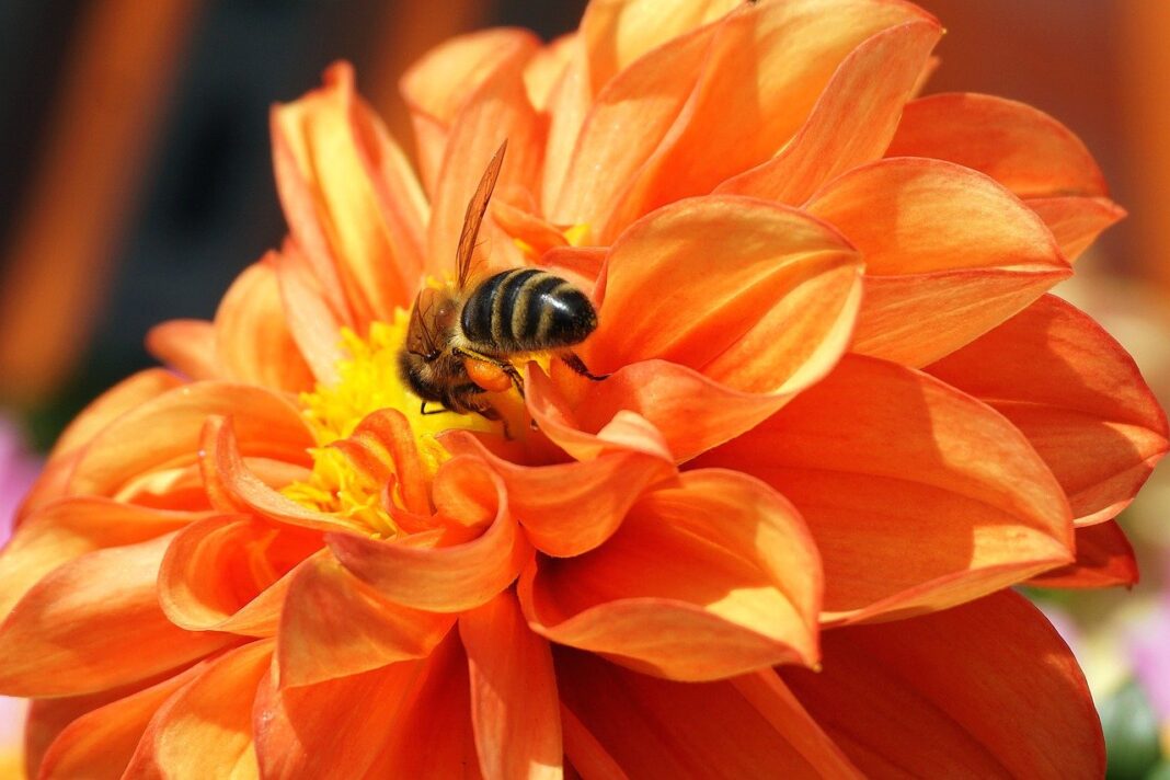 orange dahlia, bee, pollination-7746704.jpg