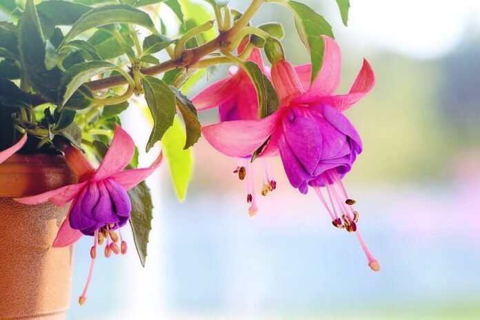 pink-flowers-blossoms-3383825 pink, flowers, blossoms-3383825.jpg