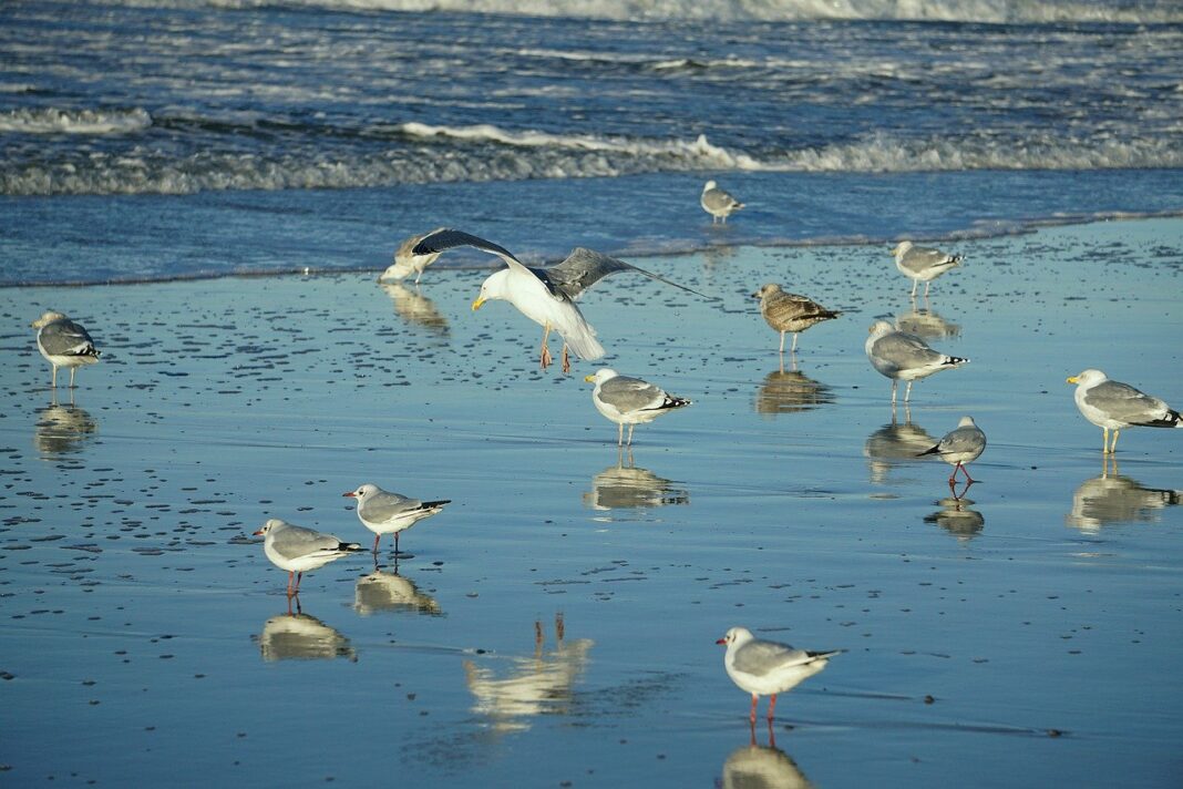 birds, gulls, beach-7787911.jpg