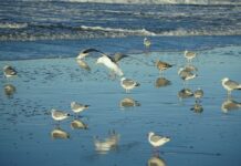 birds, gulls, beach-7787911.jpg