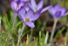 flower, crocus, sword lily family-7766608.jpg