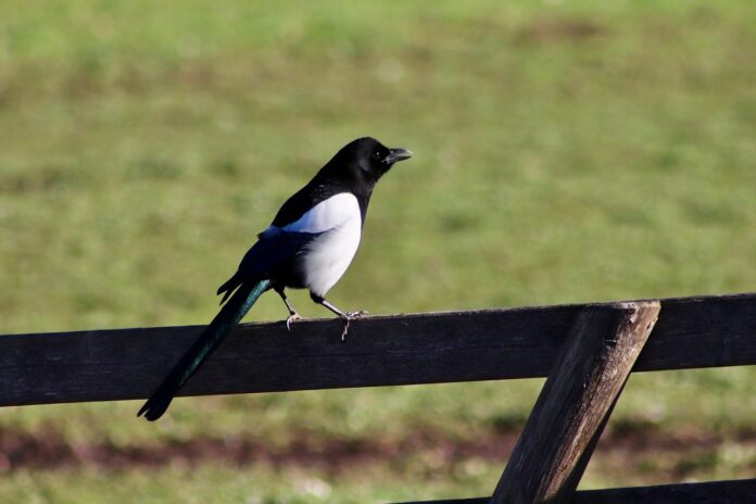 raven bird, magpie, pica pica-7811413.jpg